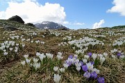 37 Distese di crocus con vista verso  Arera